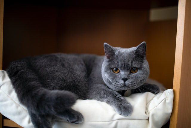 The quietest breeds of cats