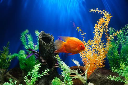 Advantages and disadvantages of having fish