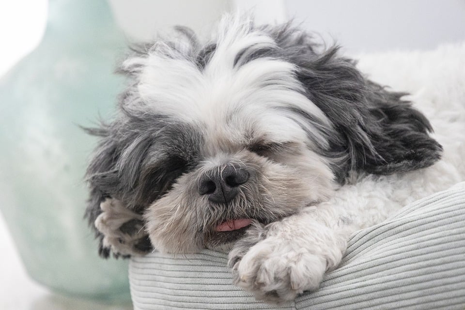 Famous Pets: The Stories Behind Instagram’s Most Beloved Animals