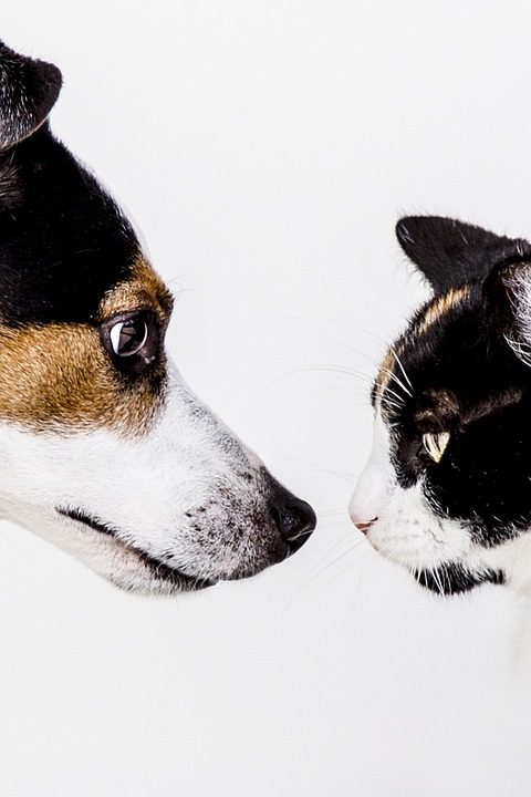 Pet-Proofing Your Home: Tips for Keeping Your Furry Friends Safe