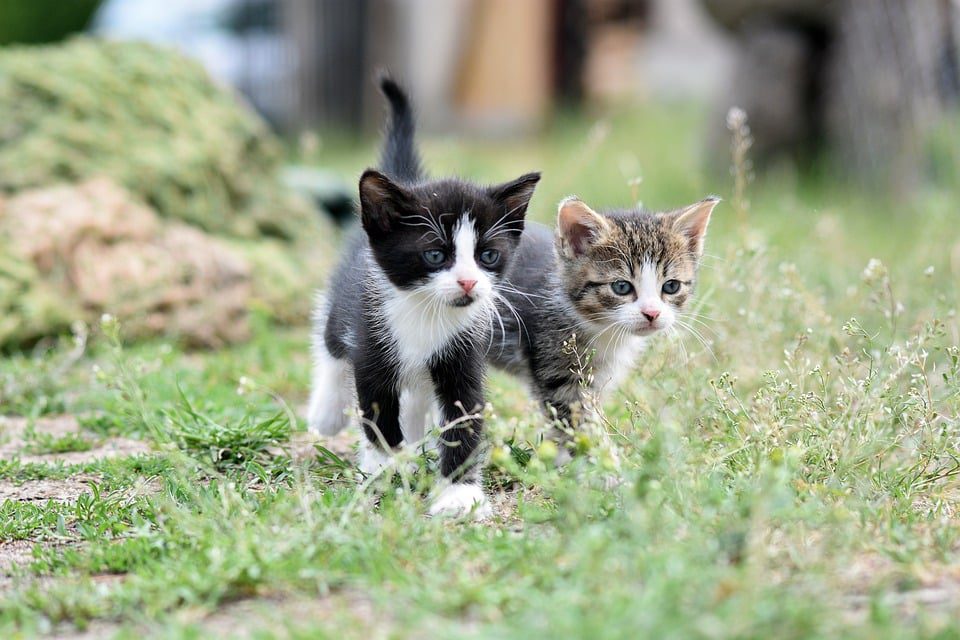 The Cost of Owning a Pet: Budgeting Tips for Pet Owners