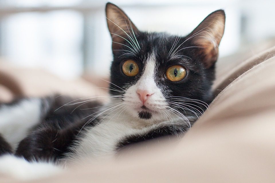 The Joys and Challenges of Adopting a Rescue Pet