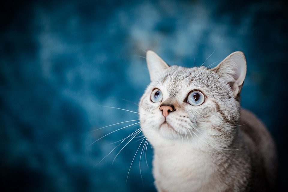 The Surprising Health Benefits of Owning a Pet