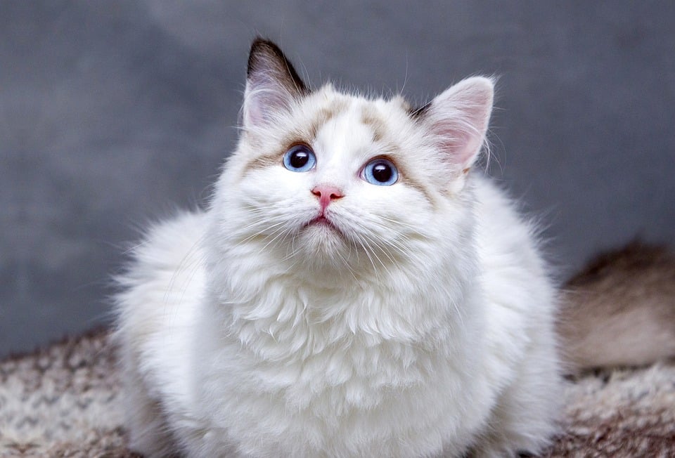 Tips for Traveling with Pets: A Guide for Pet Owners