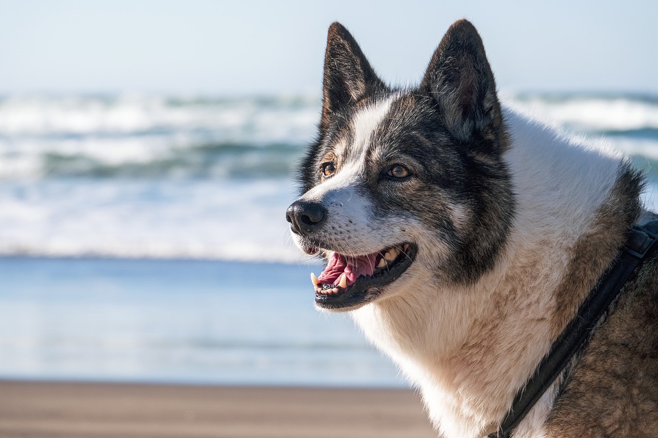 From Fleas to Furballs: Common Pet Health Problems and How to Prevent Them