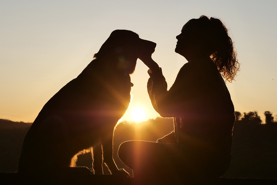 The Ultimate Guide to Pet Grooming: How to Keep Your Furry Friend Looking and Feeling Fabulous