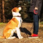 Pet Automatic Telescopic Traction Rope - Image 4
